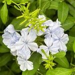 Plumbago auriculata Blomst