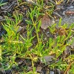 Sesuvium portulacastrum Leaf