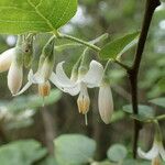 Styrax americanus Blüte