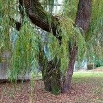 Salix babylonica Hábito