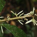 Cestrum schlechtendalii Schors