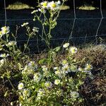 Erigeron strigosus Mosusu