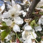 Prunus cerasus Květ