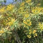 Euphorbia dendroides Flower