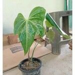 Anthurium × macrolobium Leaf