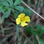 Potentilla erecta 花