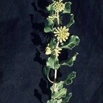 Asclepias viridiflora 花