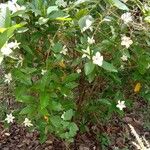 Gardenia gummifera Habit