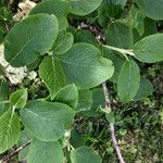 Viburnum lantana Levél