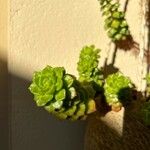 Sedum cepaea Лист