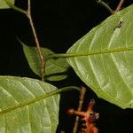 Sorocea trophoides Leaf