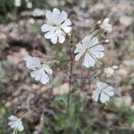 Silene italicaFlower