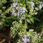 Chromolaena odorata Habit