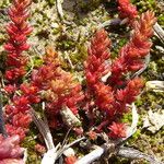 Crassula tillaea Leaf