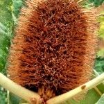 Banksia robur फल