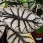 Alocasia baginda Folha