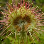 Acaena novae-zelandiae Fruit