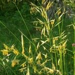 Andropogon gerardi Leaf