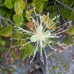 Capparis tomentosa Λουλούδι