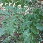 Leea guineensis Leaf