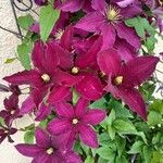 Clematis viticella Flor