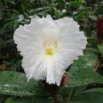 Cheilocostus speciosus Blüte