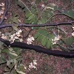 Cassia grandis Habit