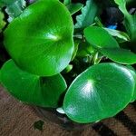 Peperomia polybotrya Levél