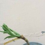Crinum viviparum Leaf