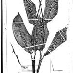 Ischnosiphon puberulus Hoja
