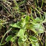 Myosotis nemorosa Leaf