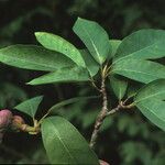 Magnolia salicifolia Blatt