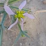 Fagonia indica Floare