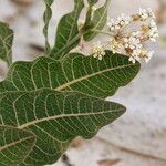 Asclepias humistrata Hoja