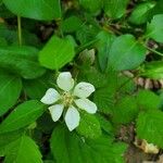 Rubus hispidus Çiçek