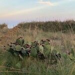 Opuntia engelmannii Leaf