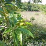 Byrsonima spicata Frugt