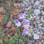 Clinopodium nepetaBlomst