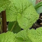 Phlomoides tuberosa Листок