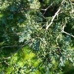 Chamaecyparis thyoides Leaf