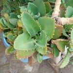 Kalanchoe laetivirens Folha