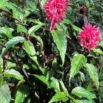 Justicia carnea Lindl.Flower