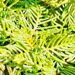 Myriophyllum spicatum Blatt