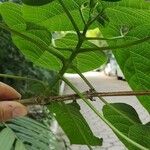 Clerodendrum speciosissimum Feuille