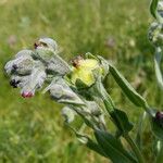 Cynoglossum dioscoridis Hàbitat