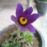 Anemone pulsatilla Fiore