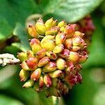 Viburnum lantana Φρούτο