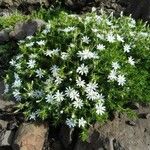 Phlox austromontana Цветок