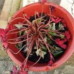 Cyclamen repandum Flor