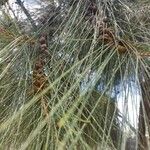 Casuarina equisetifolia Bark